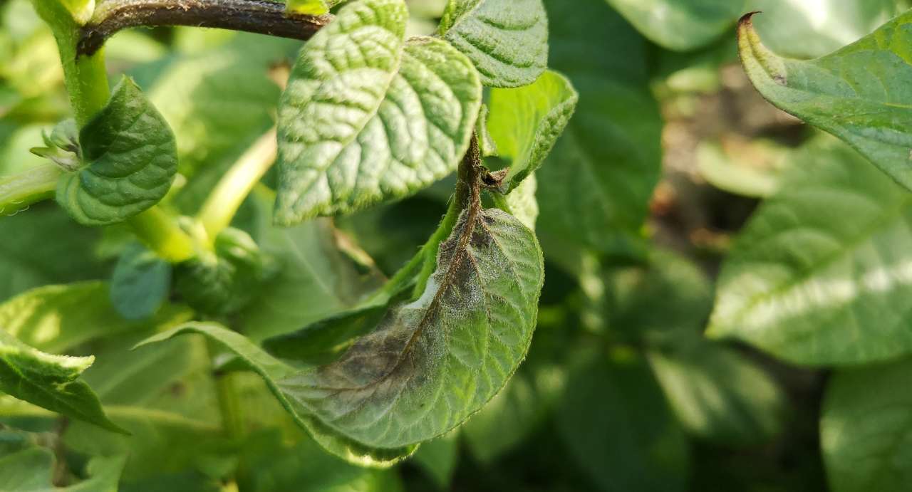 Infected potato plant