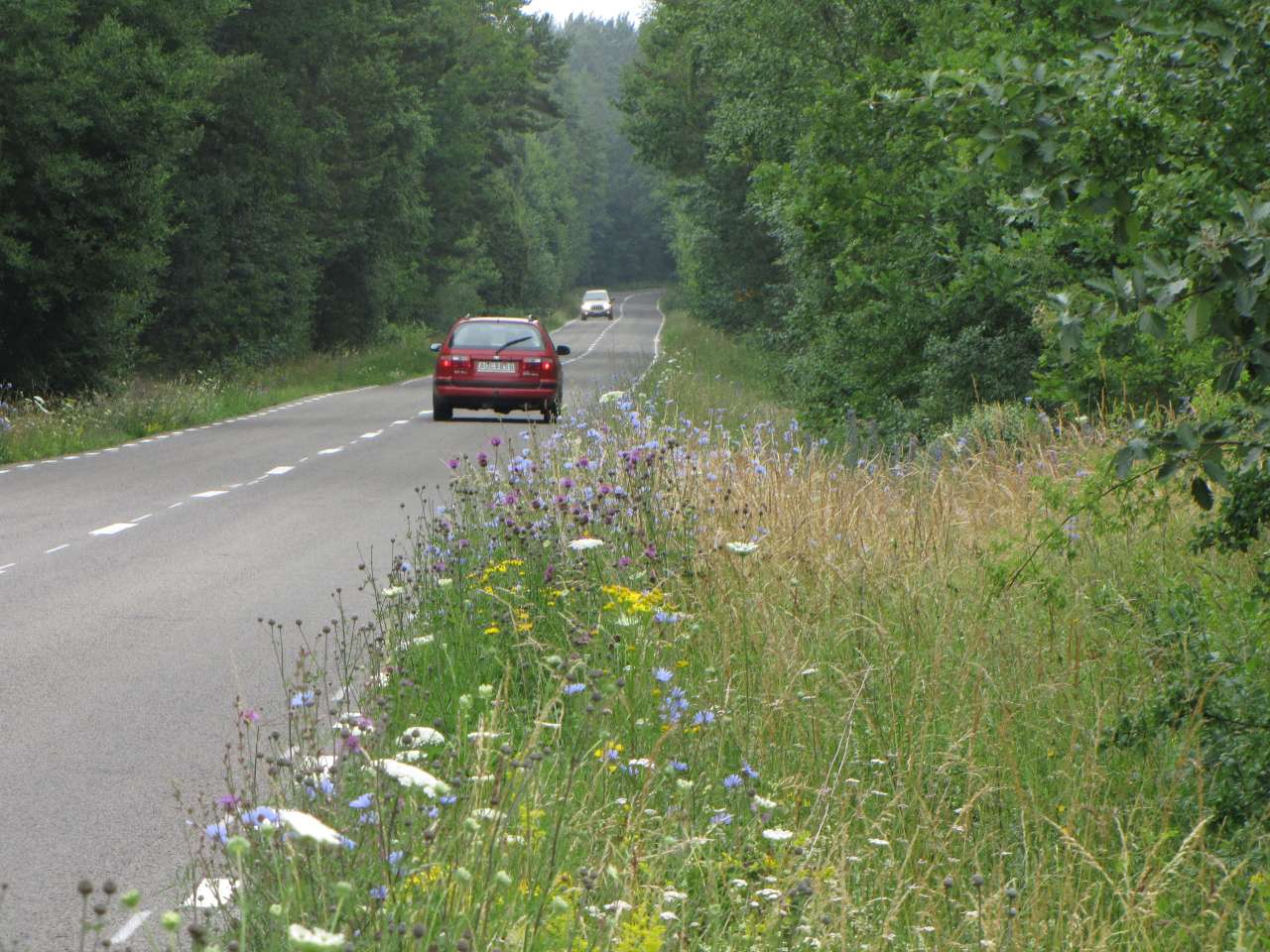 TL N Öland, Shading ends the sp-rich vegetation.IMG_8331
