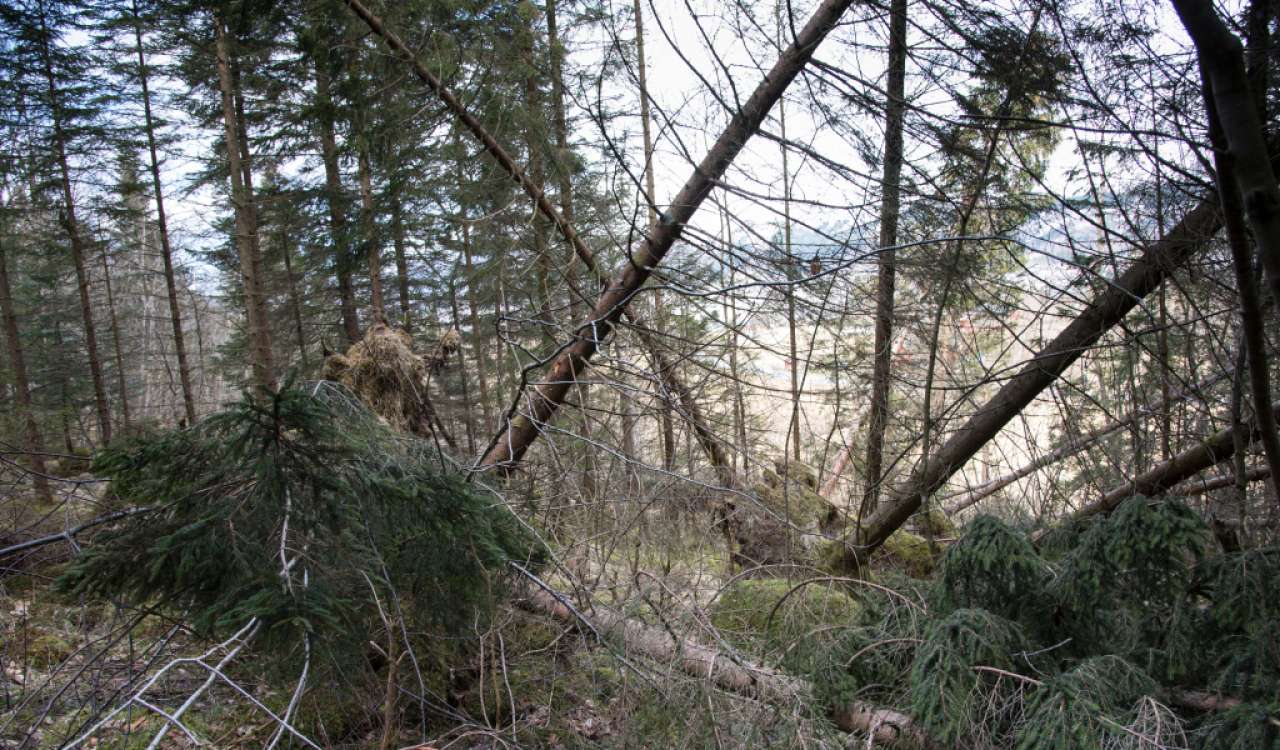 Skogskader Ørsta Lars Dalen 20160412