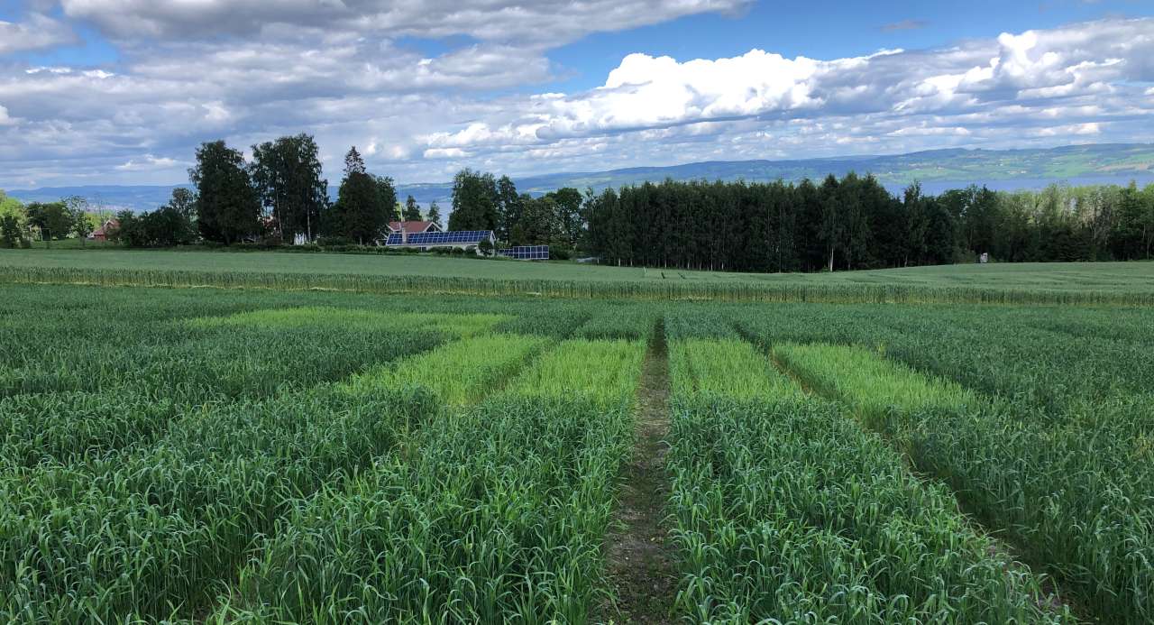 Field with  ongoing fertilisation testing