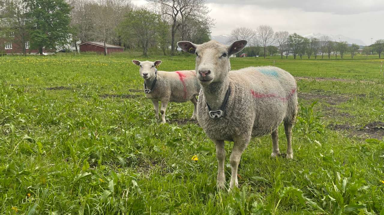 Sau med GPS-klave på beite