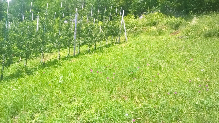 Kantvegetasjon ved frukthage.png