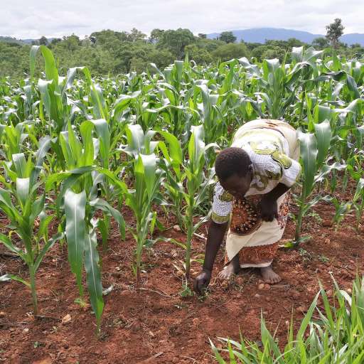 Malawi Digital Plant Health Service (MaDiPHS) - Nibio