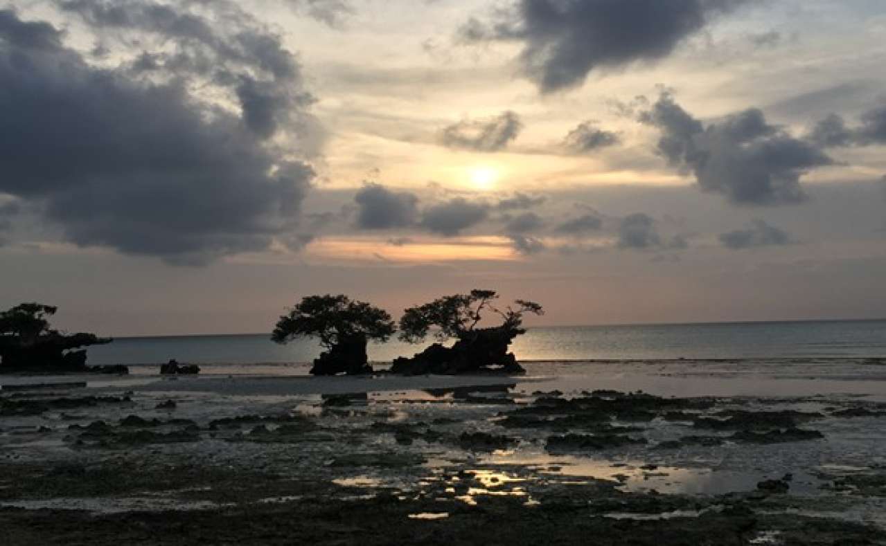 Degraded Coastal Mangroves in Africa