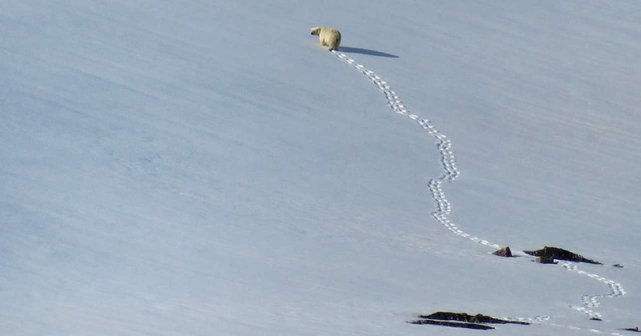 Polar bear (Ursus maritimus) ascending a hillside in Svalbard, Norway