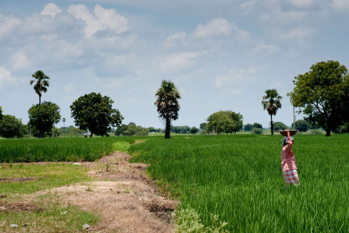 Ricefield_rvp