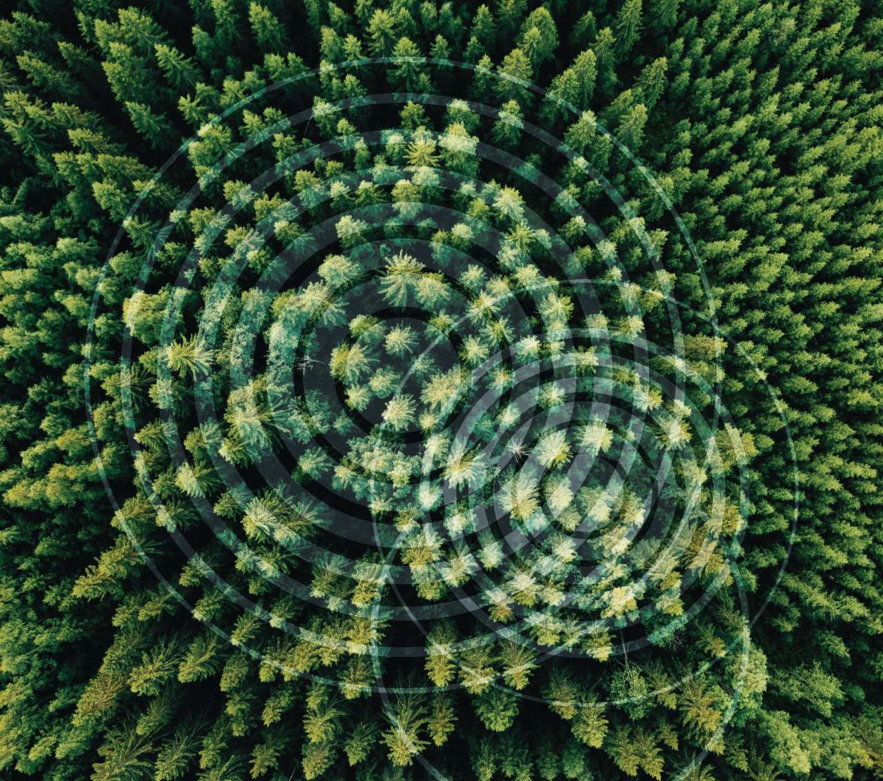 3D_gjengivelse av skog_Foto Stefano Puliti NIBIO