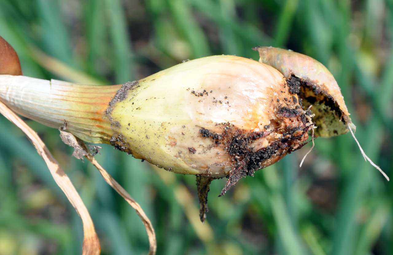 Onion with pest