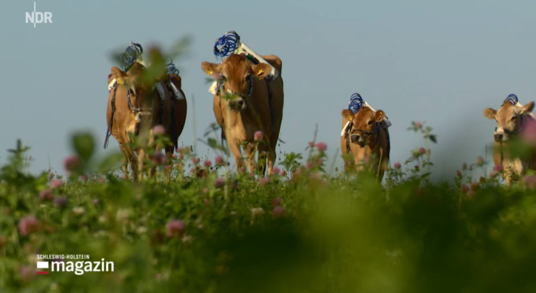 Cows on pasture German TV rev.png
