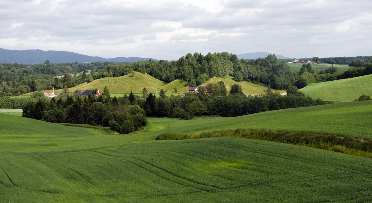 Cultivated landscape