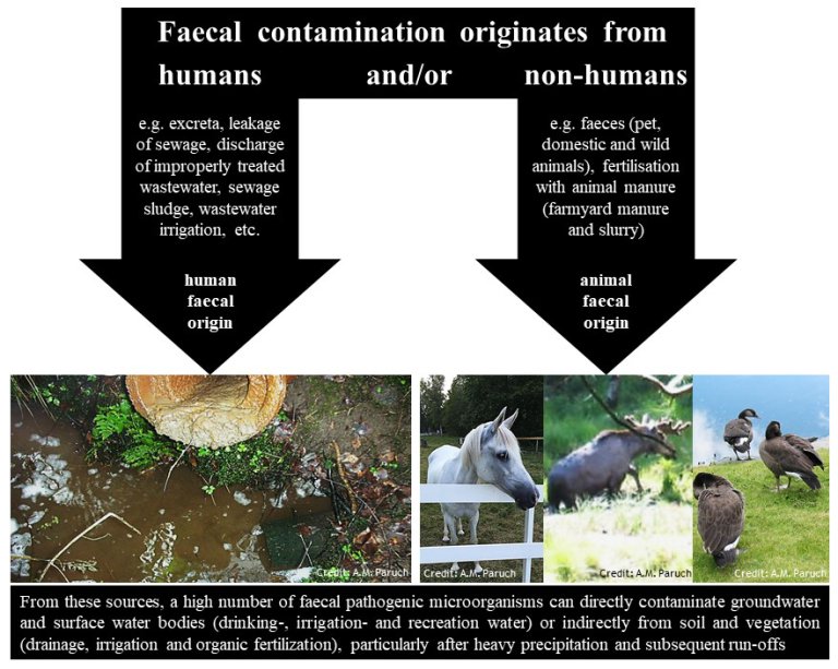 Faecal contamination sources and origins.jpg