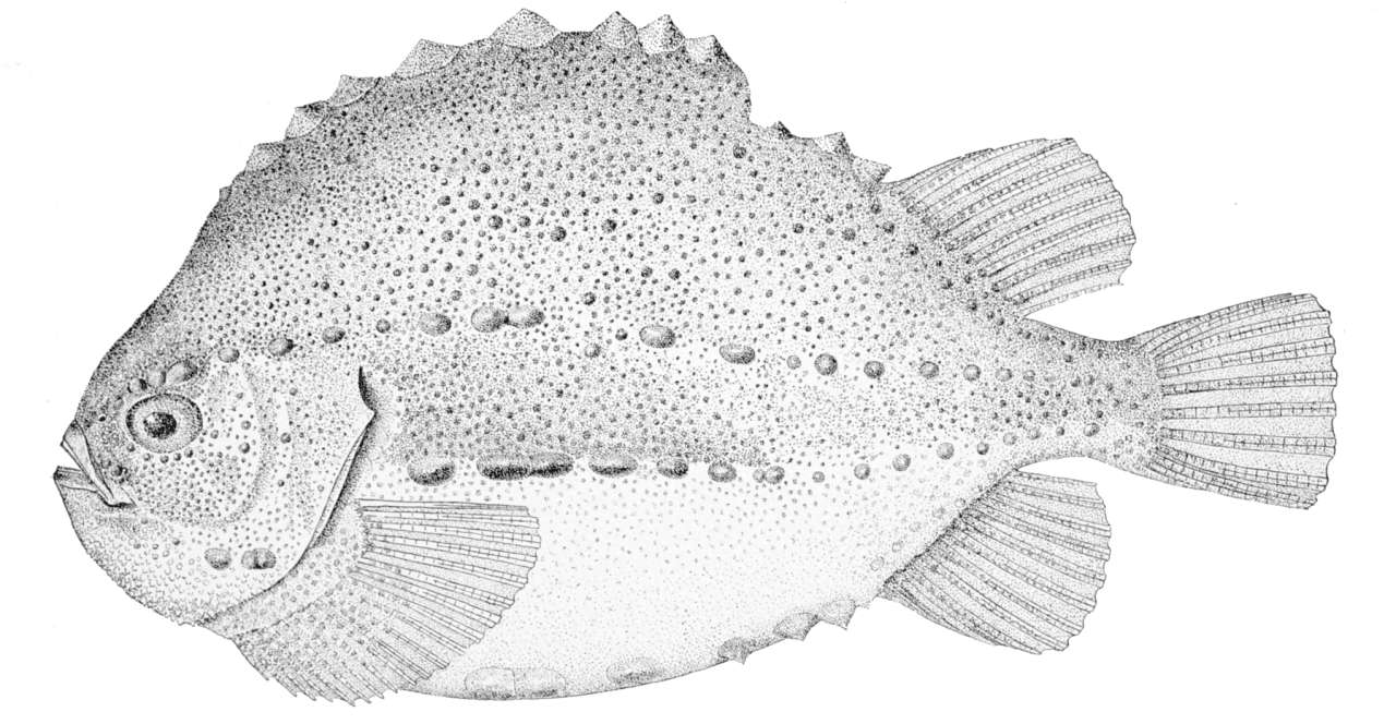 Cyclopterus_lumpus_wikimediacommons