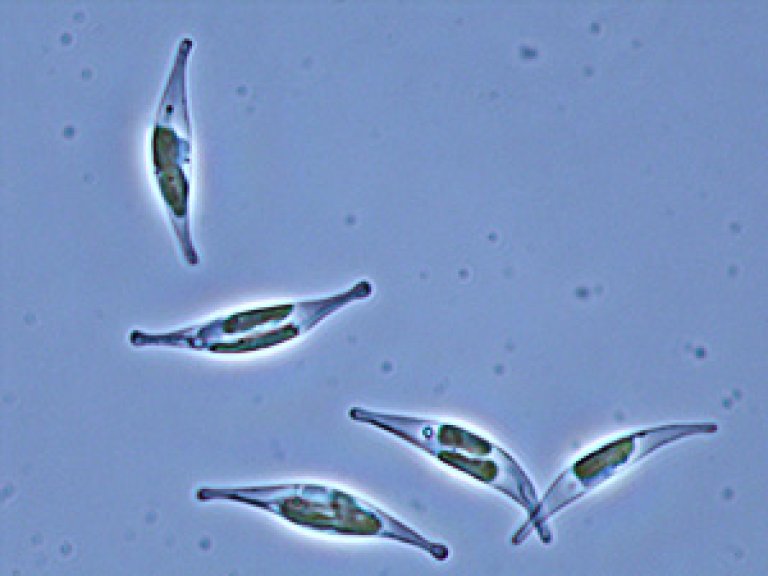 Phaeodactylum tricornutum x100-5ph.jpg