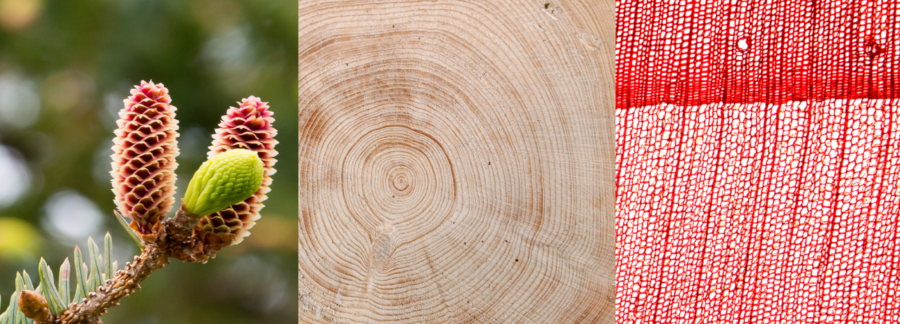 Timber species_ Spruce_mod