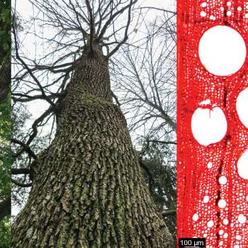 oak_MA