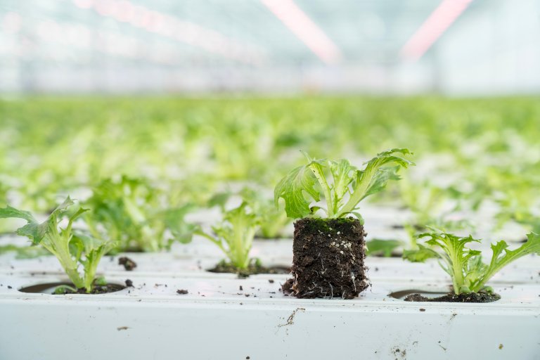 På Linnes gård i Lier har hver salatplante sin egen torvblokk. Foto: Erling Fløistad