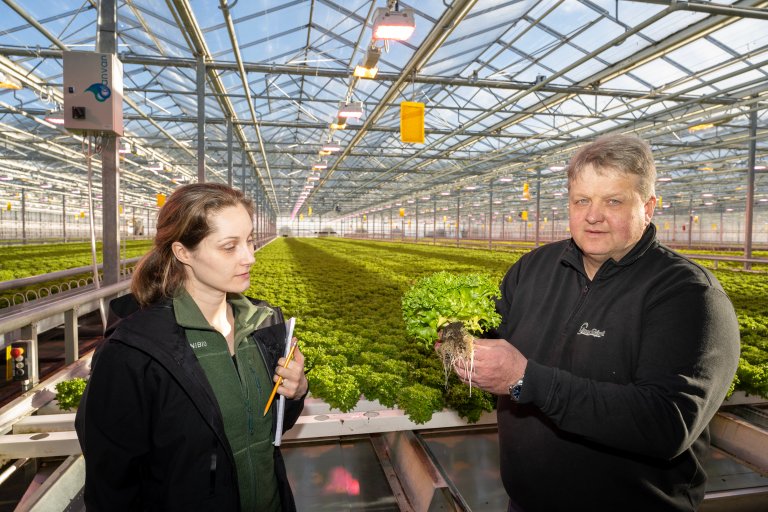 NIBIO-forsker Siv Mari Aurdal og grønnsakbonde Terje Nærstad med ferdig crispisalat i veksthuset på Linnes gård. Foto: Erling Fløistad