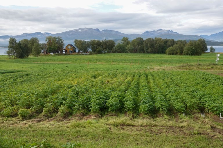 På et jorde bare noen minutter fra sentrum av Tromsø vokser poteter av arktisk kvalitet. Foto: Morten Günther / NIBIO