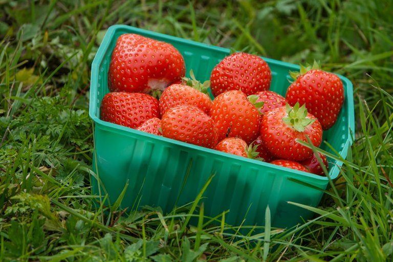 Jordbær dyrket i det høye nord er usedvanlig aromatiske. Foto: Morten Günther / NIBIO