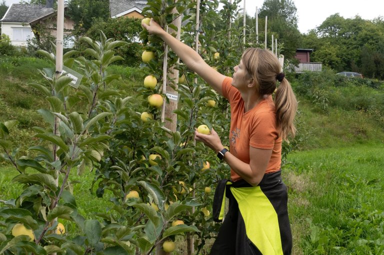 Planlegginga for god haldbarheit startar allereie i åkeren med god agronomi. Mellom anna er det viktig med rett haustetid. Jo mindre sopp og soppsporar på frukt og grønsaker ved hausting, jo betre går det under transport og lagring. NIBIO jobbar aktivt med ein slik heilskapleg tilnærming. Foto Hege Ulfeng, NIBIO