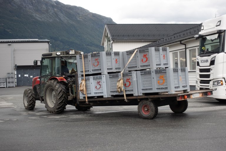 Både norsk og utanlandsk frukt vert ofte frakta langt før den kjem fram til butikken. På reisa kan soppsjukdom angripa frukta og føra til matsvinn. Foto: Hege Ulfeng, NIBIO