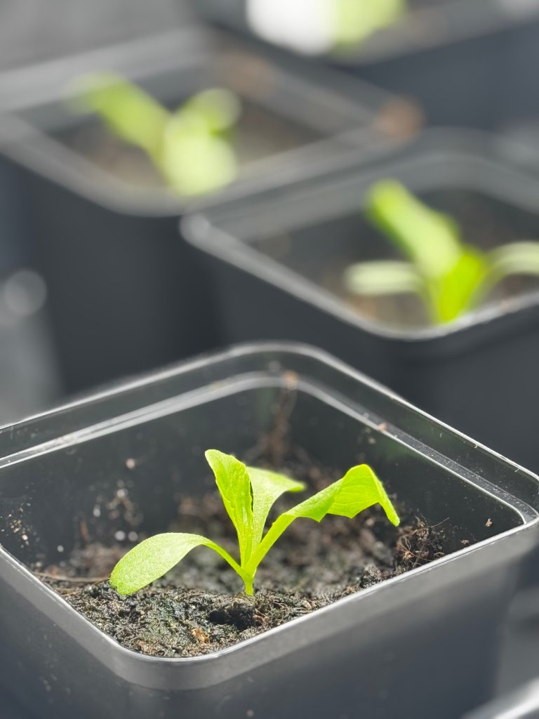 Prosjektet med nye salater tar sikte på å utvikle alternativer til dagens sorter. Forskerne har lykkes med å gjøre planter mer resistente mot storknolla råtesopp og dermed vist at det er mulig å få det til. Nå skal de også jobbe med sykdommer som salatbladskimmel og salatantraknose i et nytt prosjekt. Foto: Siri Elise Dybdal