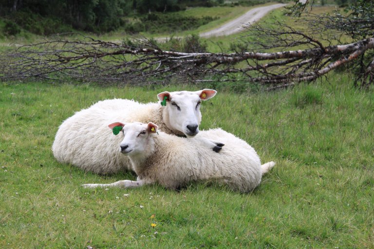 Norsk pelssau på beite ved en seterflate i Ringebu. Foto: Kari Stensgaard / NIBIO
