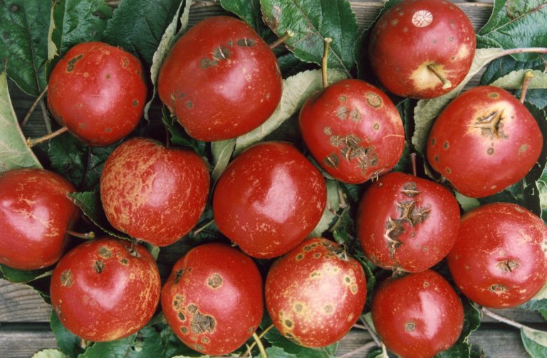 Skurvflekkar på frukta fører til at den ikkje kan omsetjast som kvalitetsfrukt. Foto: Finn Måge