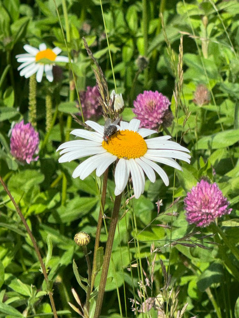 Både bønder og forskere å finne metoder som lar naturens egne økosystemer gjøre en større del av jobben – blomsterstriper kan være et tiltak. Foto Siri Elise Dybdal
