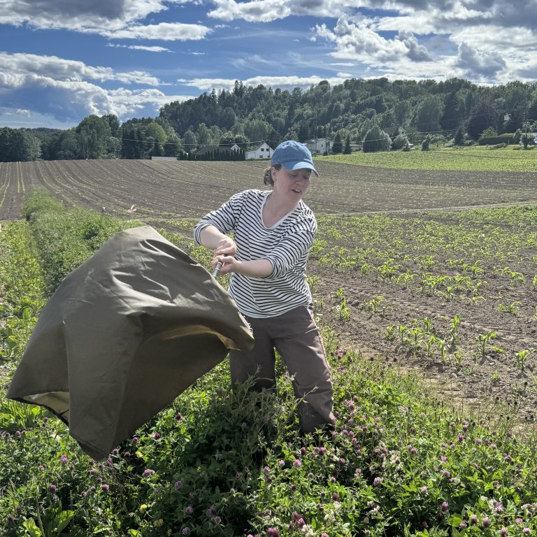 PhD stipendiat Runa Gidske ved NMBU undersøker om blomsterstripene bidrar til flere nyttedyr i åkeren. Foto Siri Elise Dybdal