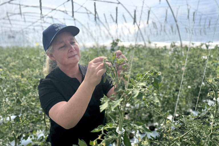 NIBIO-forsker Annette Folkedal Schjøll titter på plantene i drivhusene på Haneborg gård. Her bruker de biologisk plantevern og setter regelmessig ut nyttedyr som holder skadedyrene under kontroll. Foto Siri Elise Dybdal