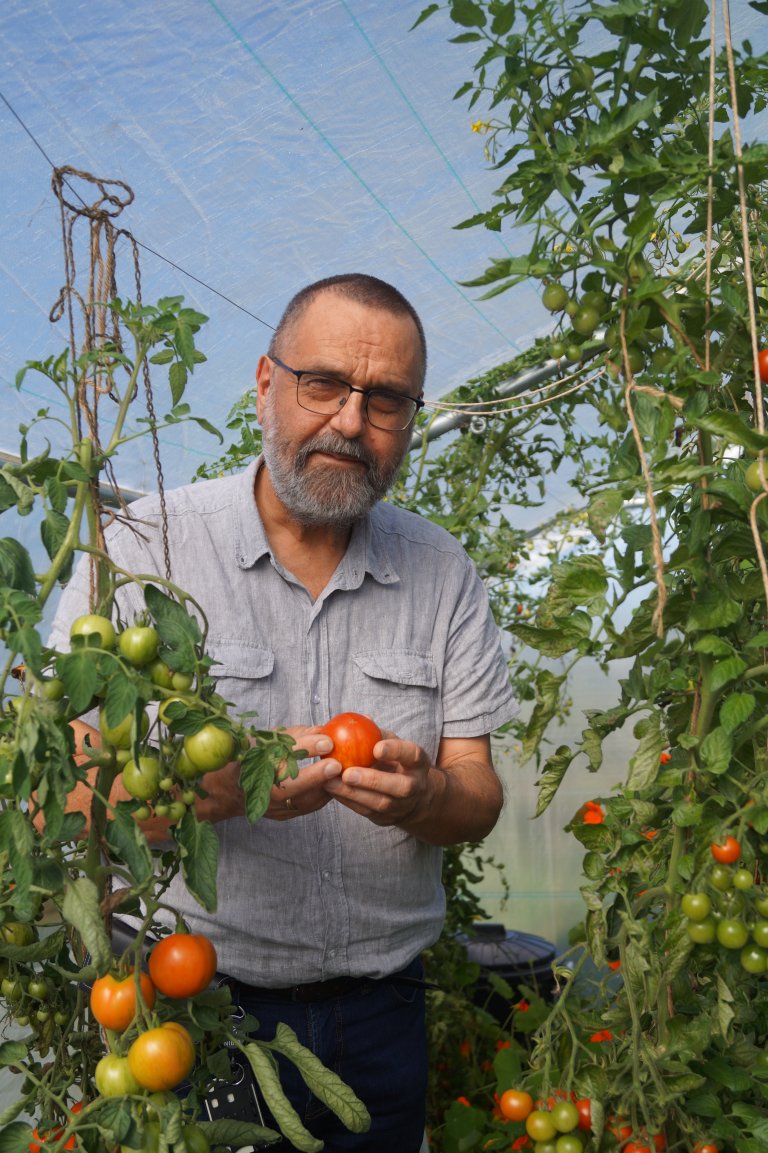 Professor i plantevirus, Dag-Ragnar Blystad, viser frem tomater dyrket i plasttunnel. Foto: Silje Kvist Simonsen