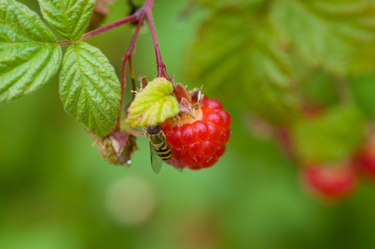 Blomsterfluger er vanleg i kantsoner, der dei vaksne flugene i hovudsak tek opp pollen som har falle ned på blad. Foto: Lars Sandved Dalen