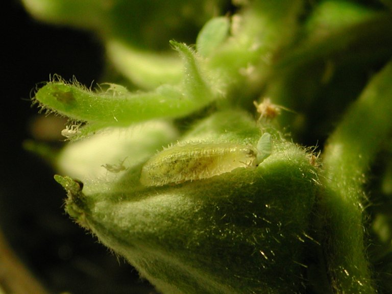 Blomsterfluefluelarve spiser Aphis, tunnelbringebær. Foto: Nina Trandem