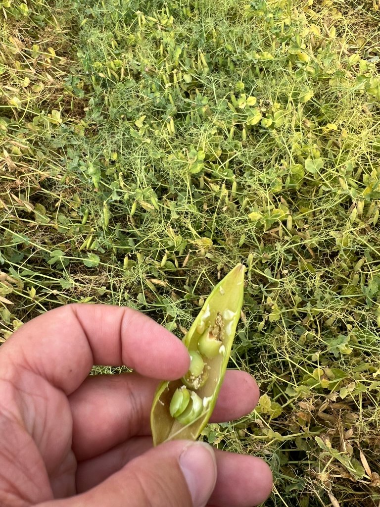 Skade etter ertevikler. Foto: Anette Folkedal Schjøll