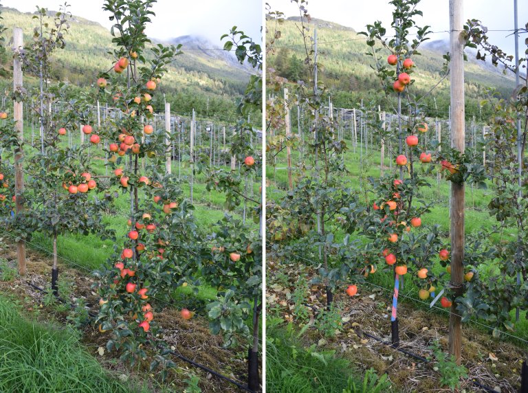 Dei siste åra har Kviklys jobba mykje med to nye sortar på den norske marknaden, Eden og Fryd. Begge sortane har sterk tendens til vekselbering, noko som har gitt fruktbønder utfordringar. For desse sortane er det viktig å fylgja alle råda over nøye om ein skal lukkast. Til venstre: Eden før tynning (for mange eple). Til høgre: Eden etter tynning (optimalt tal på eple). Foto: Hege Ulfeng