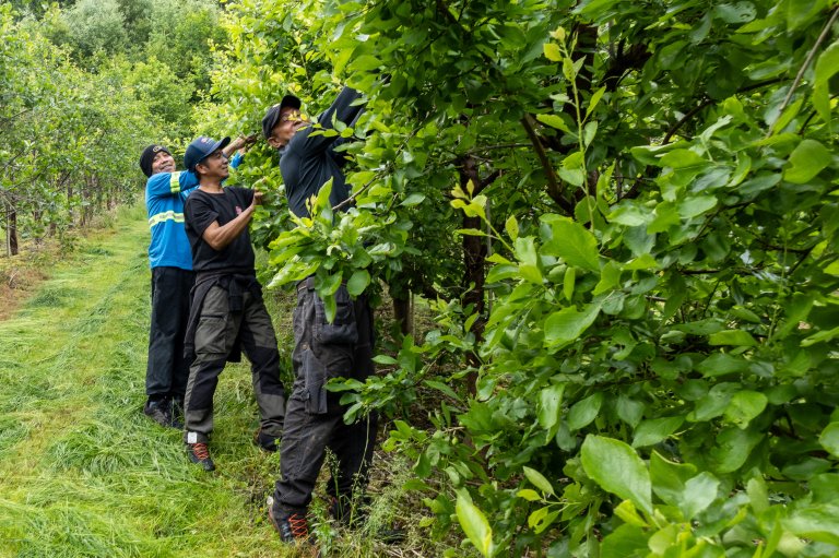 Norsk fruktdyrking er heilt avhengig av utanlandsk arbeidkraft. Chis, Joel og Ronald har kome heilt frå Filippinene for å jobba med frukt i Noreg. Dei siste vekene har det vore tynning som har stått på programmet. Foto: Hege Ulfeng