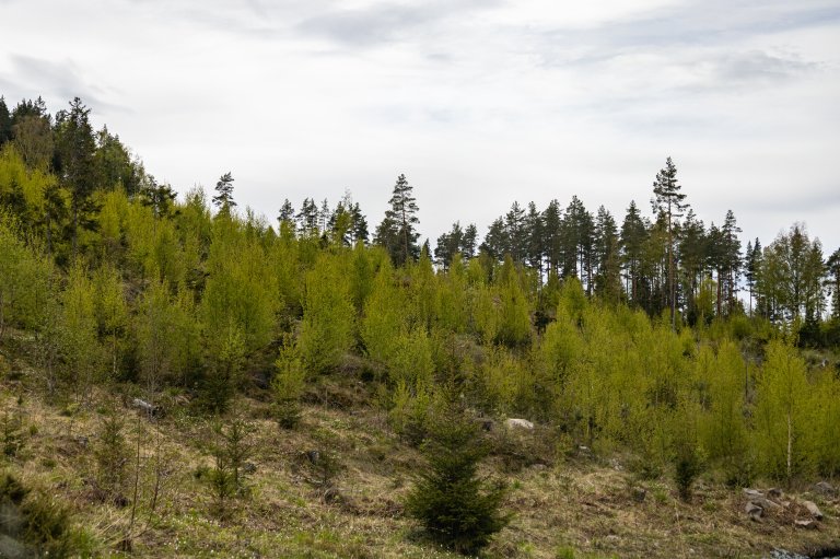 Ungskogpleie - Foto John Yngvar Larsson - NIBIO.jpg
