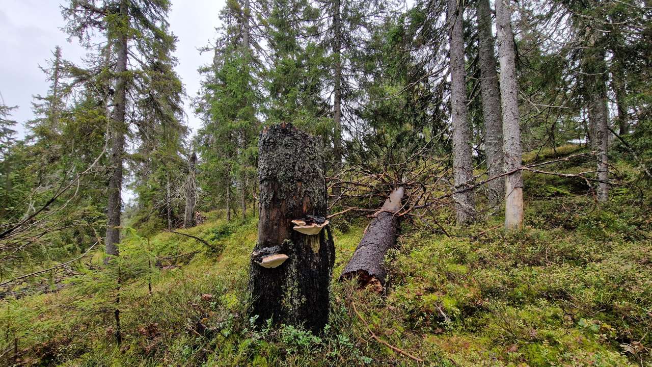 Gammel naturskog Skotjernfjell_2 - Foto Ulrika Jansson Asplund - NINA