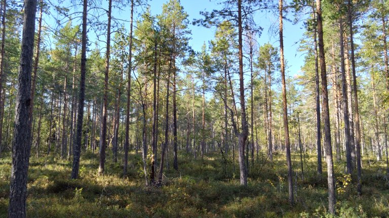 Det er viktig å ta vare på områder med mye karbon. Eksempler på karbonrike områder er skog og myr. Her fra et hogstfelt i Våler kommune i Innlandet fylke. Foto: Kjetil Fadnes, NIBIO