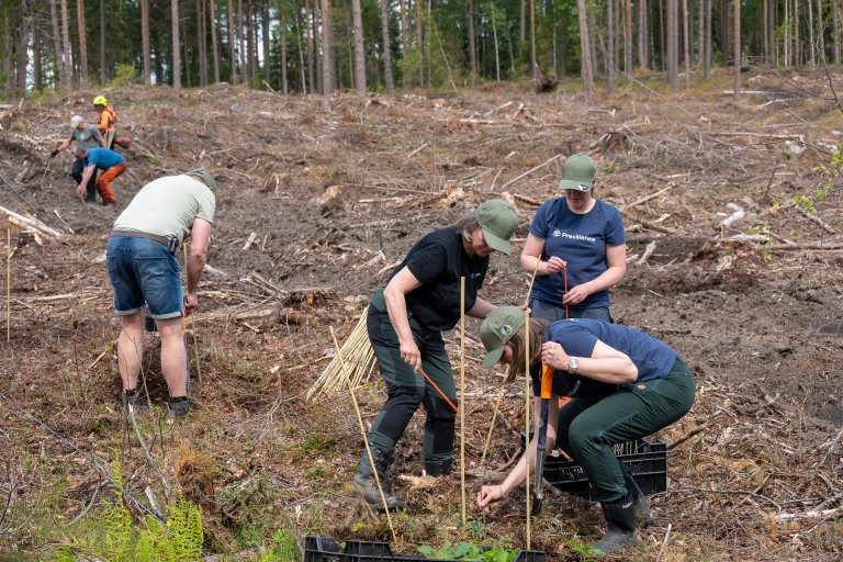 Inntil for rundt 2 500 år siden var klimaet i Norge både varmere og tørrere enn i dag. Da trivdes eika godt og var langt mer utbredt enn den er nå. I vikingtiden var eik vanlig helt opp til Mjøsa og langs kysten nord til Nordmøre, og trevirket var blant annet ettertraktet til skipsbygging. Foto: Erling Fløistad, NIBIO