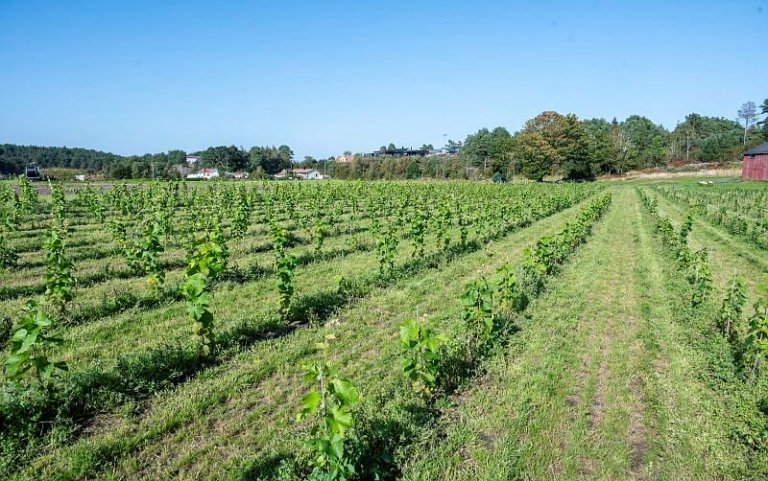 Prosjektet «Druedyrking i kjølig klima – moglegheiter og utfordringar» har samla forskarar, rådgjevarar og norske druedyrkarar i eit nytt fagnettverk som skal løfte den norske kompetansen vidare. Foto: Erling Fløistad