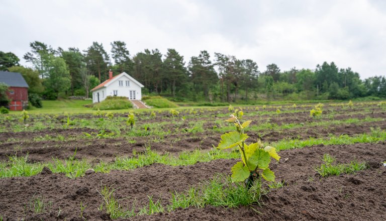 Klimaet endrar seg og varmare vårar gjev nye moglegheiter for produksjon av druer i nordlege strøk. Foto: Erling Fløistad