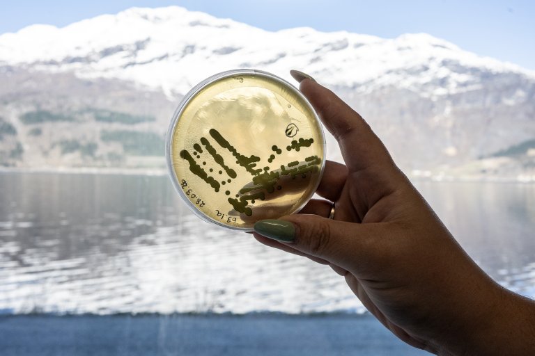 Kveikkultur i laboratoriet til NIBIO Ullensvang. Foto: Erling Fløistad