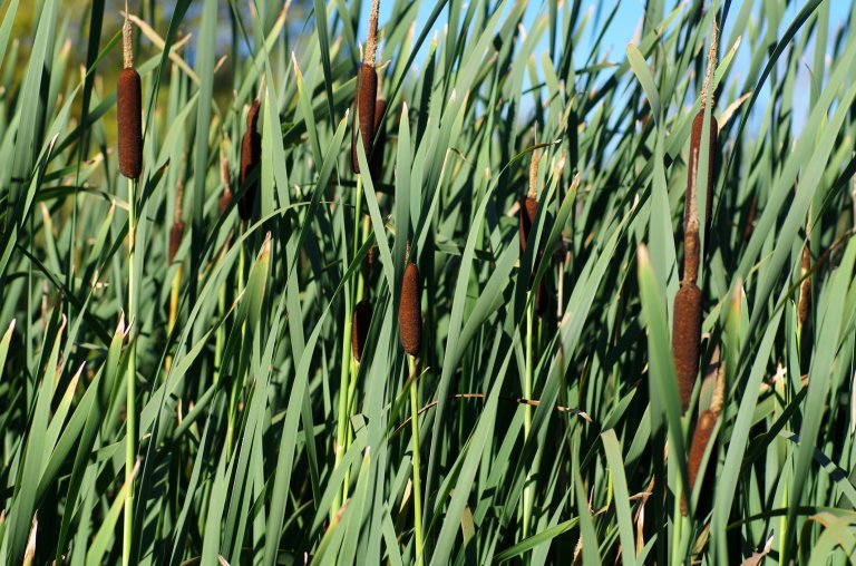 – Her bør det plantes stedegne, bredbladede våtmarksarter, som for eksempel dunkjevle, for å styrke rensingen. Foto: HHelene / iStock