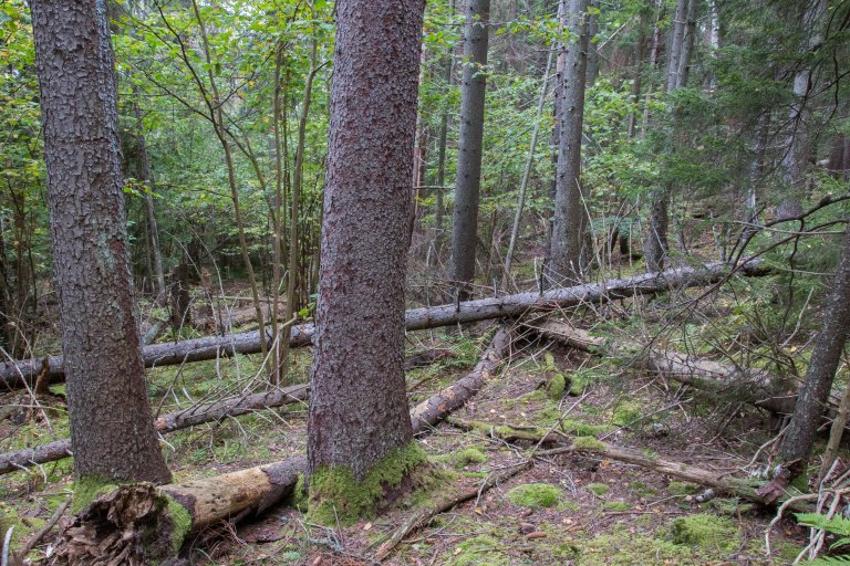 Landsskogstakseringens feltarbeidere besøker i alt 13 000 steder rundt om i landet kontinuerlig hvert femte år. Der registrerer feltarbeiderne treslag, trærnes høyde og diameter. I tillegg registreres mange andre forhold, som mengden død ved, hvor mye blåbær det vokser i området og hvorvidt trærne har blitt beitet på av hjortedyr som rådyr, elg og hjort. Bildet viser en naturskog med mye død ved. Foto: John Yngvar Larsson, NIBIO