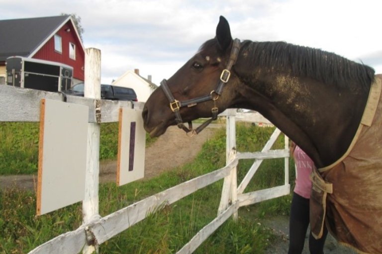 Et sentralt mål med HorseVoice er å utvikle en praktisk håndbok i symbolmetoden, rettet mot hesteeiere, trenere og utdanningsinstitusjoner. Ambisjonen er at metodikken skal kunne tas i bruk langt utover prosjektets rammer. Foto: Grete H. M. Jørgensen