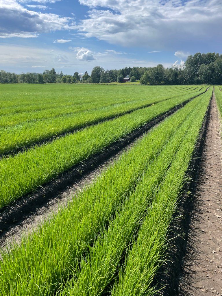 Setteløk 14 dager før rykking. Foto: Arne Gillund