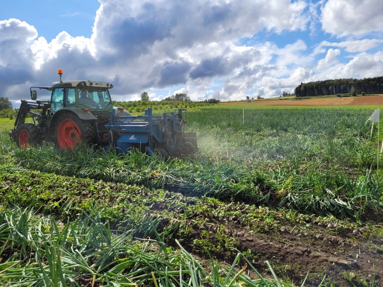 Avtopping av løk. Foto: Pia Heltoft