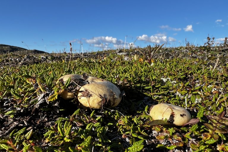 Reinroseriske i reinroseheia. Foto: Liv Jorunn Hind